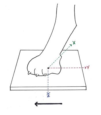 Quantification of spinal ataxia in dogs with thoracolumbar spinal cord injury